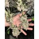 Papaya Sherbet - Fast Buds Seeds