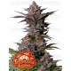 Tropicana Cookies Fast Flowering - Fast Buds Seeds