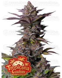 Tropicana Cookies Fast Flowering - Fast Buds Seeds