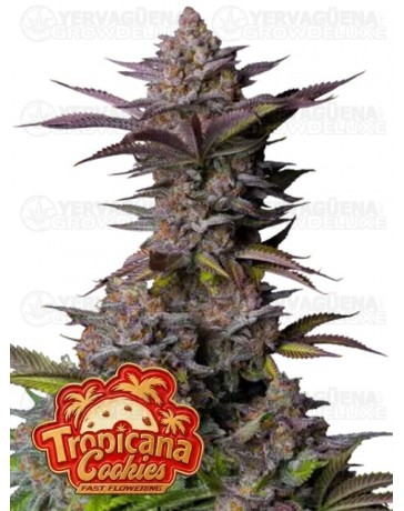 Tropicana Cookies Fast Flowering - Fast Buds Seeds