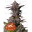 Tropicana Cookies Fast Flowering - Fast Buds Seeds