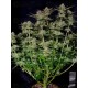 Tropicana Cookies Fast Flowering - Fast Buds Seeds