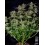 Tropicana Cookies Fast Flowering - Fast Buds Seeds