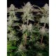 Tropicana Cookies Fast Flowering - Fast Buds Seeds