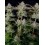 Tropicana Cookies Fast Flowering - Fast Buds Seeds