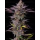 Tropicana Cookies Fast Flowering - Fast Buds Seeds