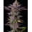 Tropicana Cookies Fast Flowering - Fast Buds Seeds