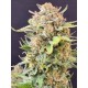 Tropicana Cookies Fast Flowering - Fast Buds Seeds