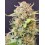 Tropicana Cookies Fast Flowering - Fast Buds Seeds