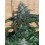 Tropicana Cookies Fast Flowering - Fast Buds Seeds