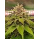 Tropicana Cookies Fast Flowering - Fast Buds Seeds