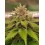 Tropicana Cookies Fast Flowering - Fast Buds Seeds