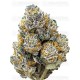 Tropicana Cookies Fast Flowering - Fast Buds Seeds