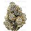 Tropicana Cookies Fast Flowering - Fast Buds Seeds