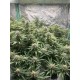Tropicana Cookies Fast Flowering - Fast Buds Seeds