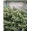 Tropicana Cookies Fast Flowering - Fast Buds Seeds