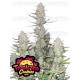Tropicana Cookies Auto - Fast Buds Seeds