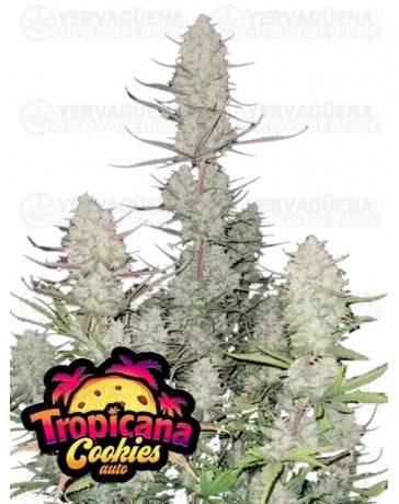 Tropicana Cookies Auto - Fast Buds Seeds