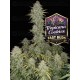 Tropicana Cookies Auto - Fast Buds Seeds