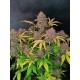 Tropicana Cookies Auto - Fast Buds Seeds