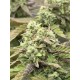Tropicana Cookies Auto - Fast Buds Seeds