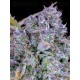 Tropicana Cookies Auto - Fast Buds Seeds