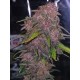 Tropicana Cookies Auto - Fast Buds Seeds