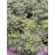 Tropicana Cookies Auto - Fast Buds Seeds