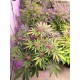 Tropicana Cookies Auto - Fast Buds Seeds