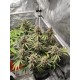 Tropicana Cookies Auto - Fast Buds Seeds