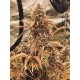 Tropicana Cookies Auto - Fast Buds Seeds