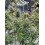 Mix Pack Auto RF3 - Fast Buds Seeds
