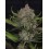Mix Pack Auto RF3 - Fast Buds Seeds