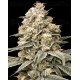 Auto Apple Fritter Fem - Advanced Seeds