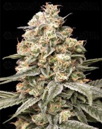Auto Apple Fritter - Advanced Seeds