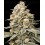 Auto Apple Fritter Fem - Advanced Seeds