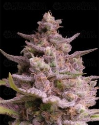 AK-TErMa - Advanced Seeds