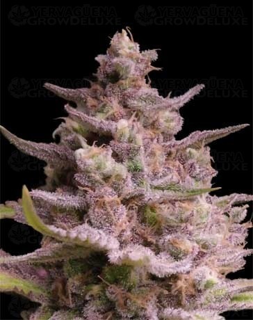 AK-TErMa - Advanced Seeds