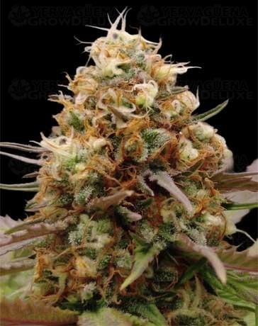 CaramErMa - Advanced Seeds