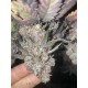 Mix Pack - FastBuds Seeds