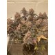 Mix Pack - FastBuds Seeds