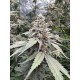 Mix Pack - FastBuds Seeds