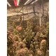 Mix Pack - FastBuds Seeds