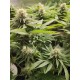 Mix Pack - FastBuds Seeds
