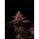 Mix Pack - FastBuds Seeds