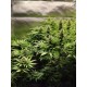 Mix Pack - FastBuds Seeds
