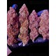 Mix Pack - FastBuds Seeds