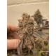 Mix Pack - FastBuds Seeds