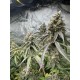 Mix Pack - FastBuds Seeds
