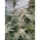 Mix Pack - FastBuds Seeds